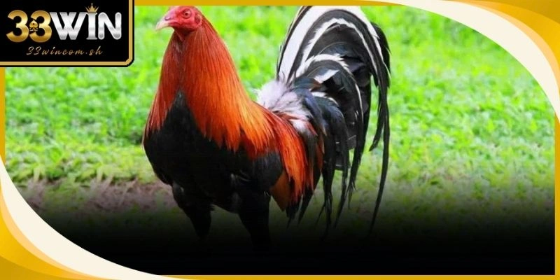 Các Giống Gà Đá Mỹ