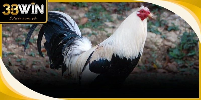 Người chơi nên tìm hiểu kỹ nguồn gốc dòng giống để sở hữu chiến kê ưu tú nhất