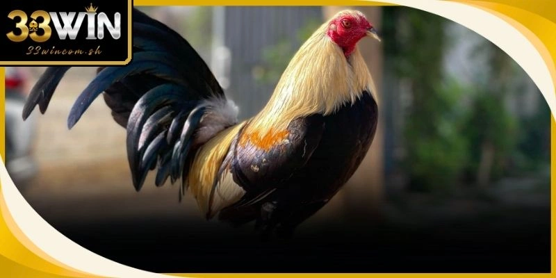 Tập luyện bài bản giúp các giống gà đá ngoại nhập phát huy tối đa tiềm năng 