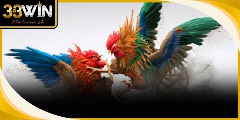 Cách Chăm Sóc Gà Chọi Đá