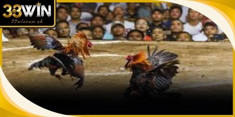 Huấn luyện thể lực giúp gà đá độ sở hữu sự nhanh nhẹn cùng lối ra đòn chuẩn